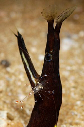 Juvenile ribbon eel, Rhinomuraena quaesita being groomed ... by Anouk Houben 